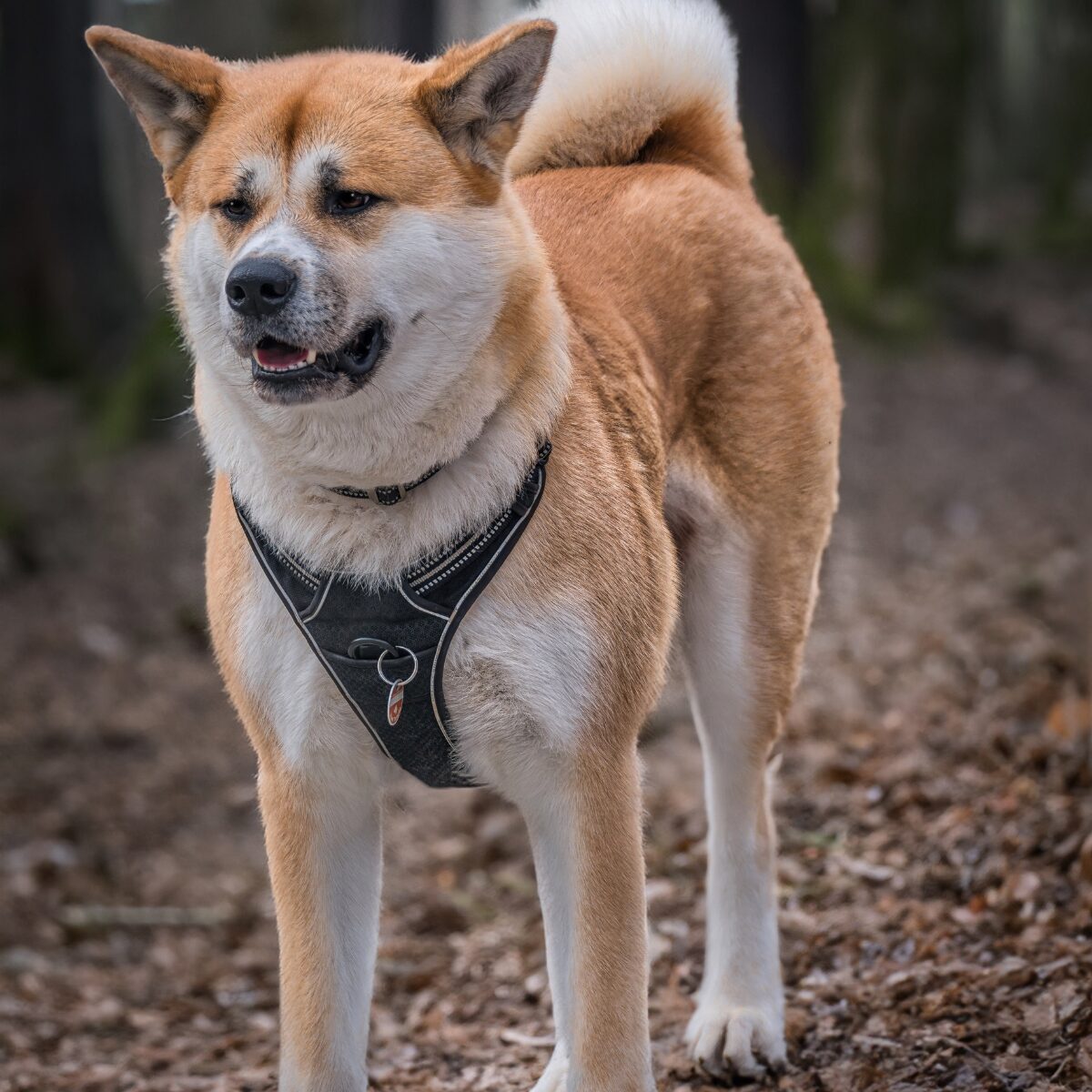 Akita Dog