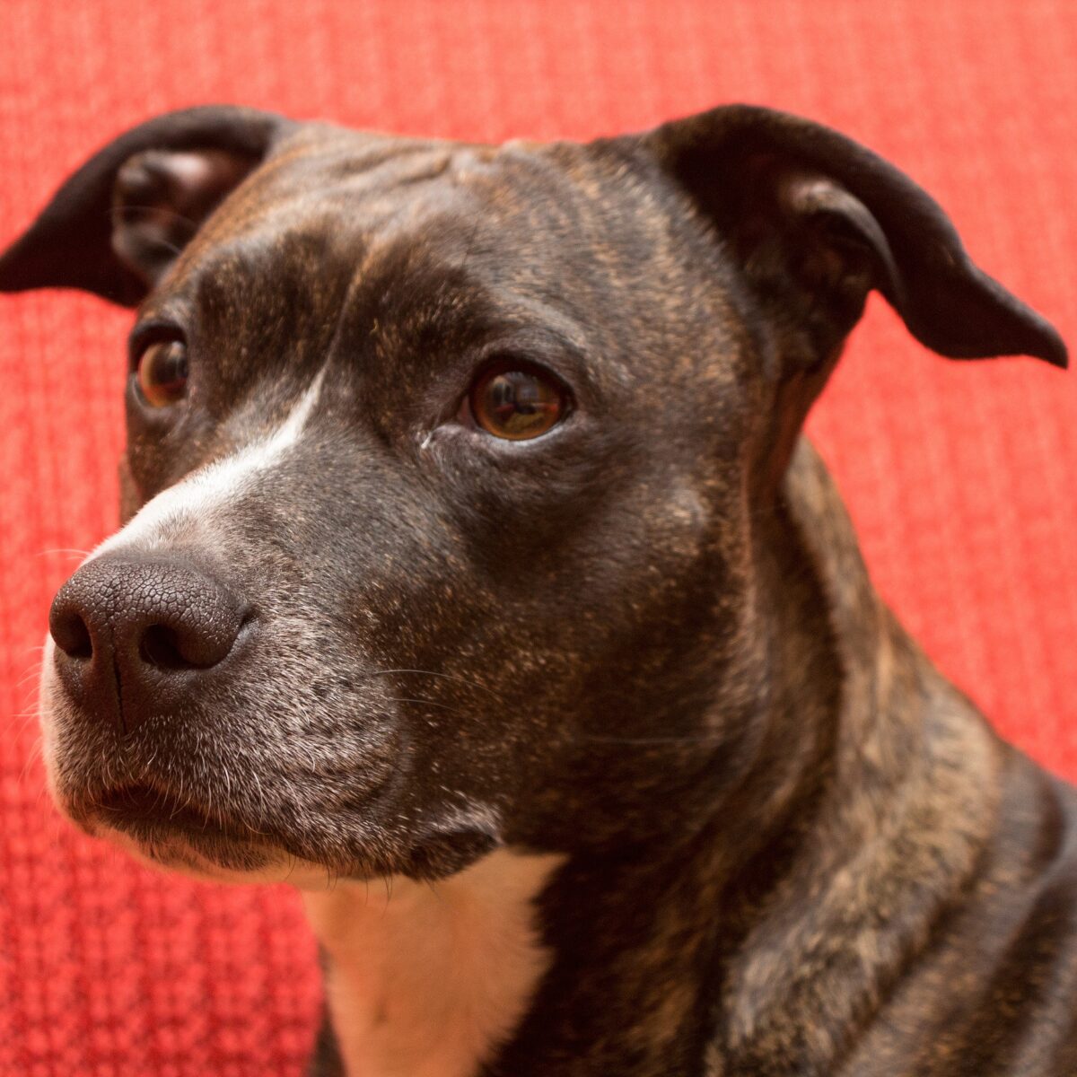 American Staffordshire Dog