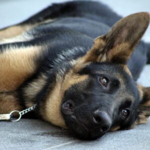 Belgian Sheepdog - Dog of the Day Fun Fact