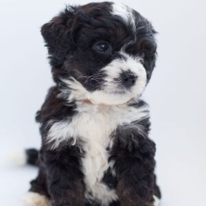 Bernedoodle - Dog of the Day Fun Fact