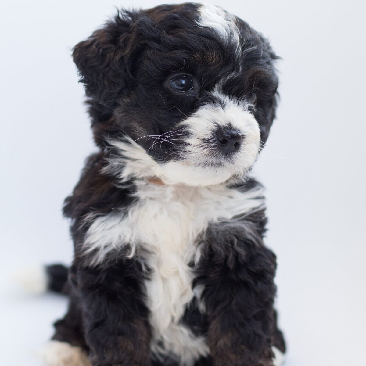 Bernedoodle - Dog of the Day Fun Fact