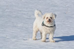 Bichon Frise - Dog of the Day Fun Fact