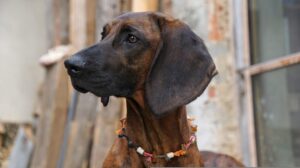 Bloodhound - Dog of the Day Fun Fact