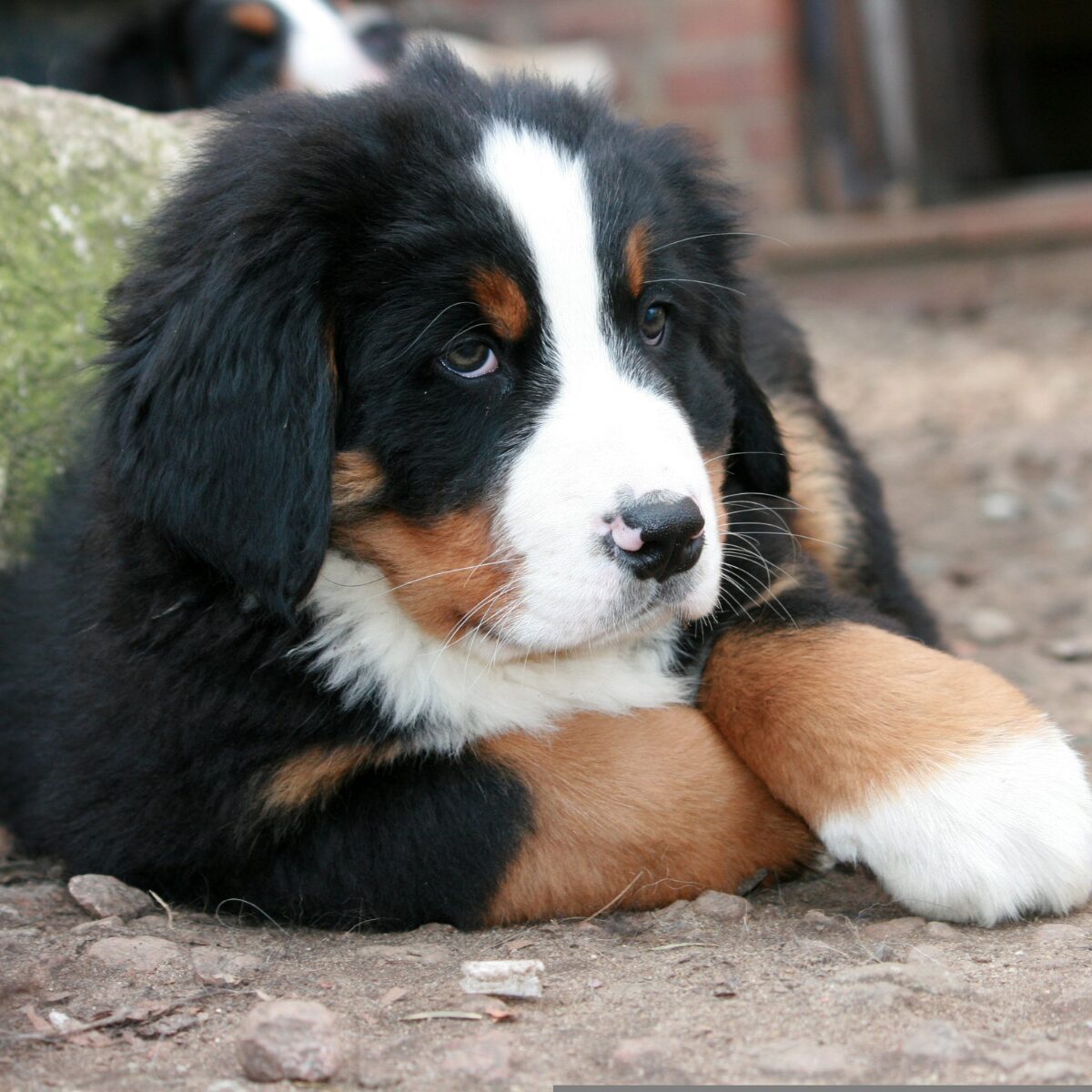 Bernese Mountain Dog