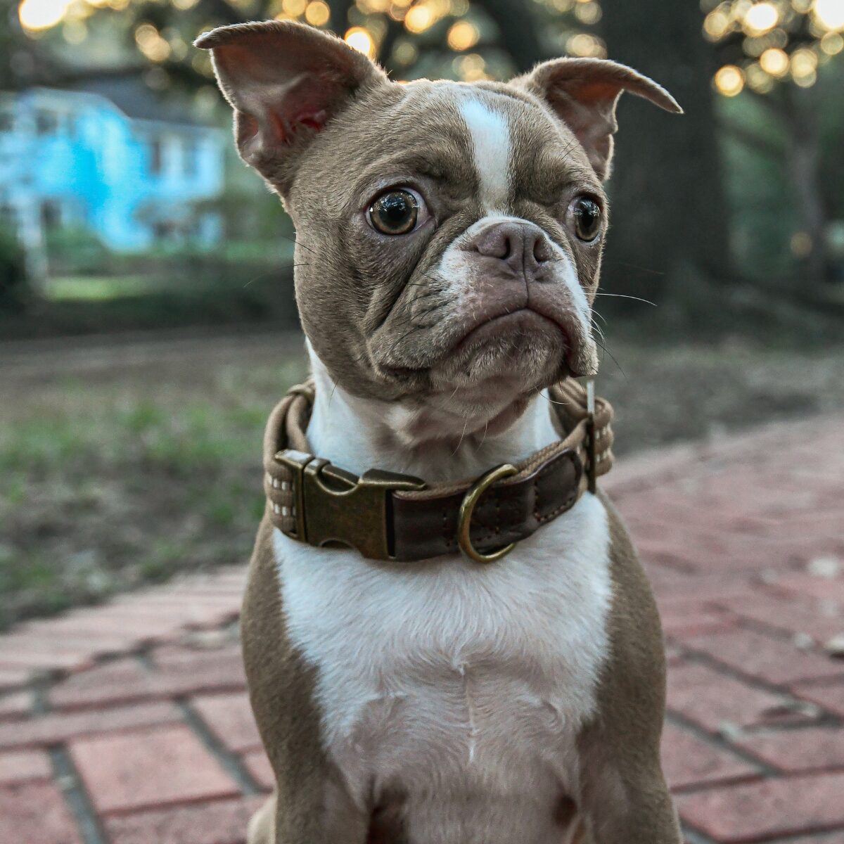 Boston Terrier