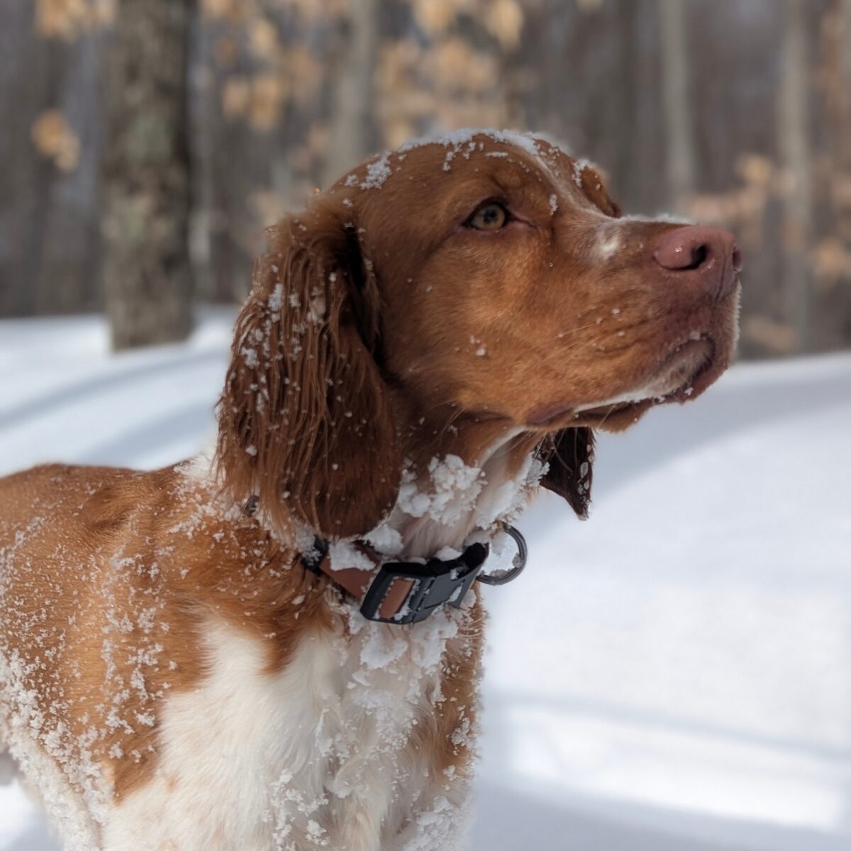 Brittany Spaniel - Dog of the Day Fun Fact