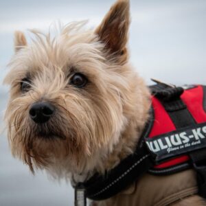 Cairn Terrier - Dog of the Day Fun Fact