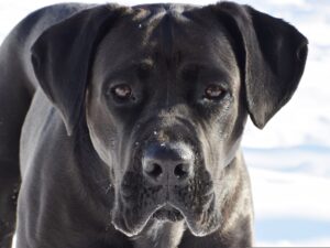 Cane Corso - Dog of the Day Fun Fact