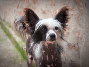 Chinese Crested - Dog Fun Fact of the Day
