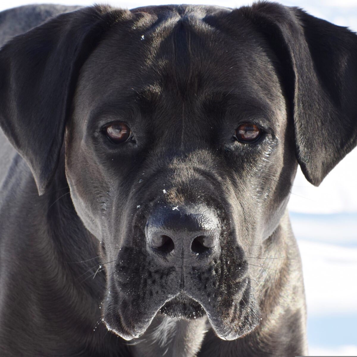 Cane Corso, Dog