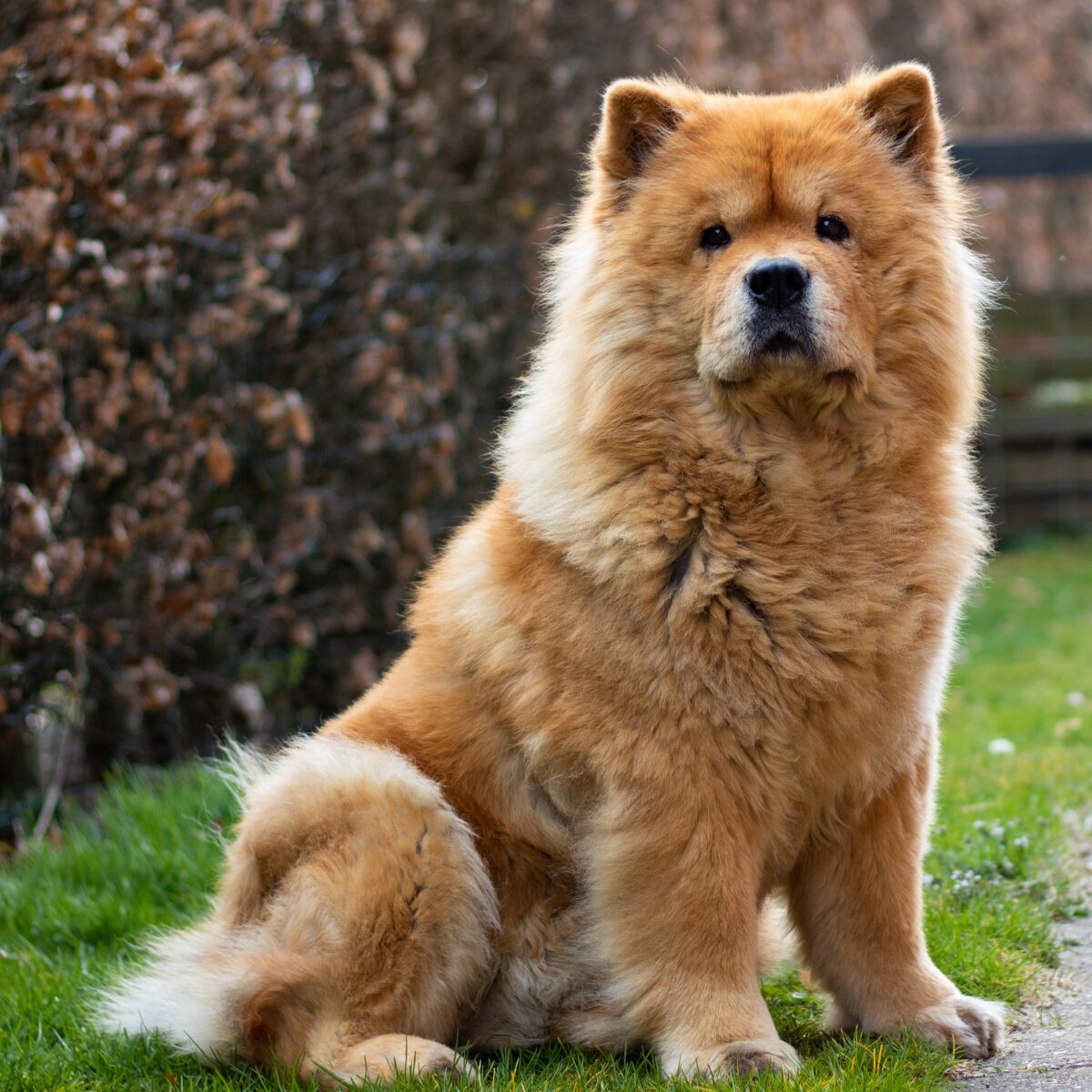 Chow Chow Dog