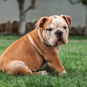 English Bulldog - Dog of the Day fun Fact