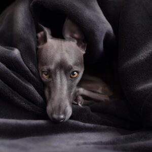 Italian Greyhound - Dog of the Day Fun Fact