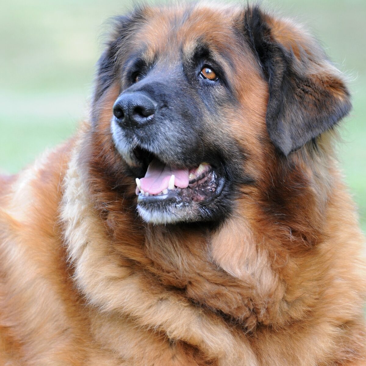 Leonberger - Dog of the Day Fun Fact