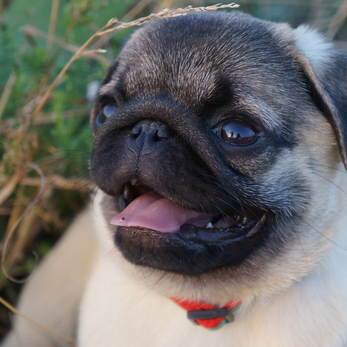 Pug