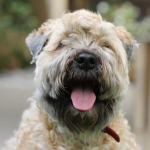 Soft Coated Wheaten Terrier - Dog of the Day Fun Fact