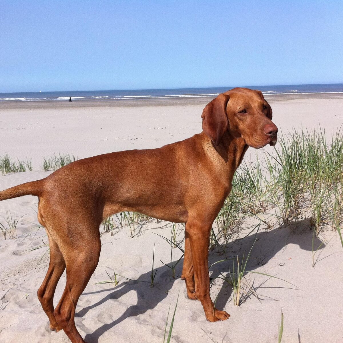 Vizsla - Dog of the Day Fun Fact