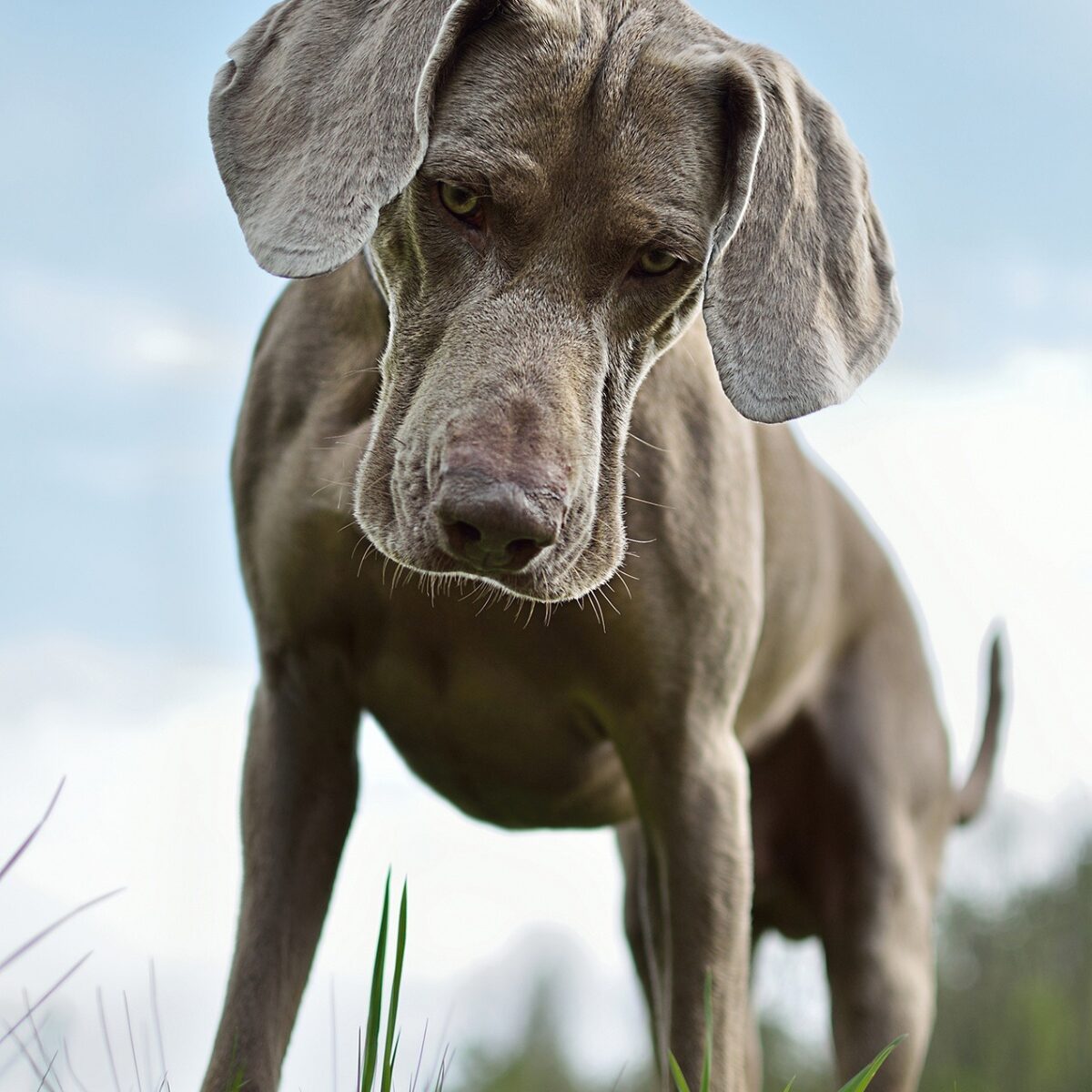 Weimaraner