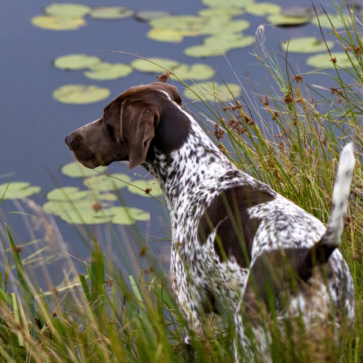 German Shorthaired Pointer - Dog of the Day Fun Fact