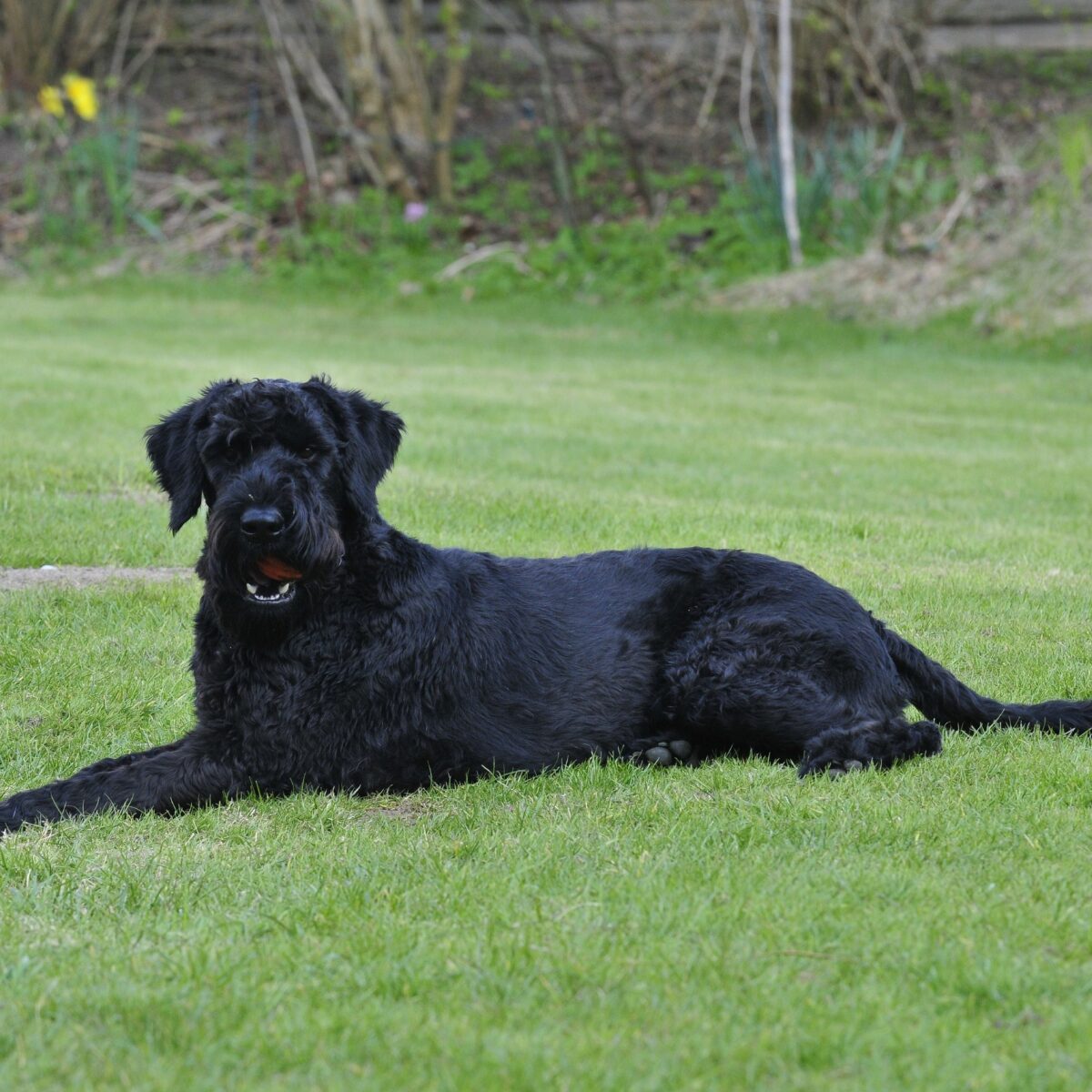 Giant Schnauzer