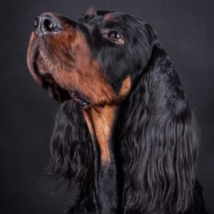 Gordon Setter - Dog of the Day Fun Fact