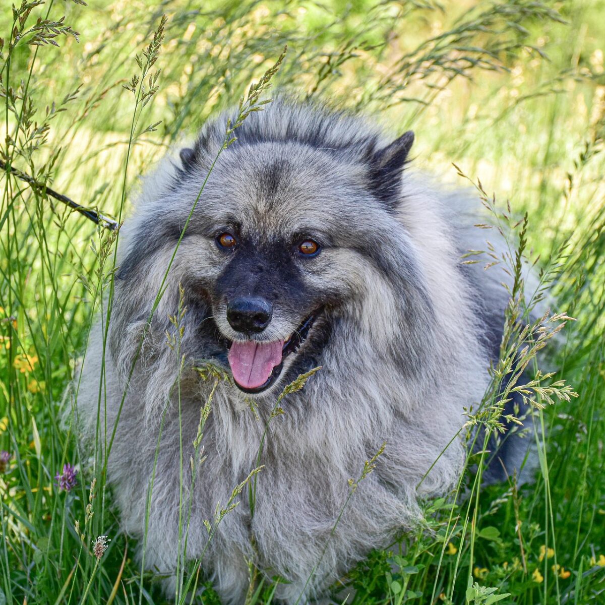 Keeshond - Dog of the Day Fun Fact