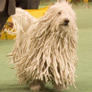 Komondor - Dog of the Day Fun Fact