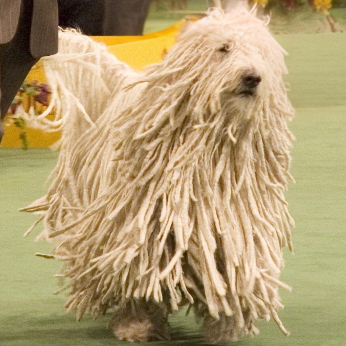 Komondor - Dog of the Day Fun Fact