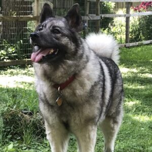 Norwegian Elkhound - Dog of the Day Fun Fact