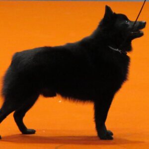 Schipperke - Dog of the Day Fun Fact