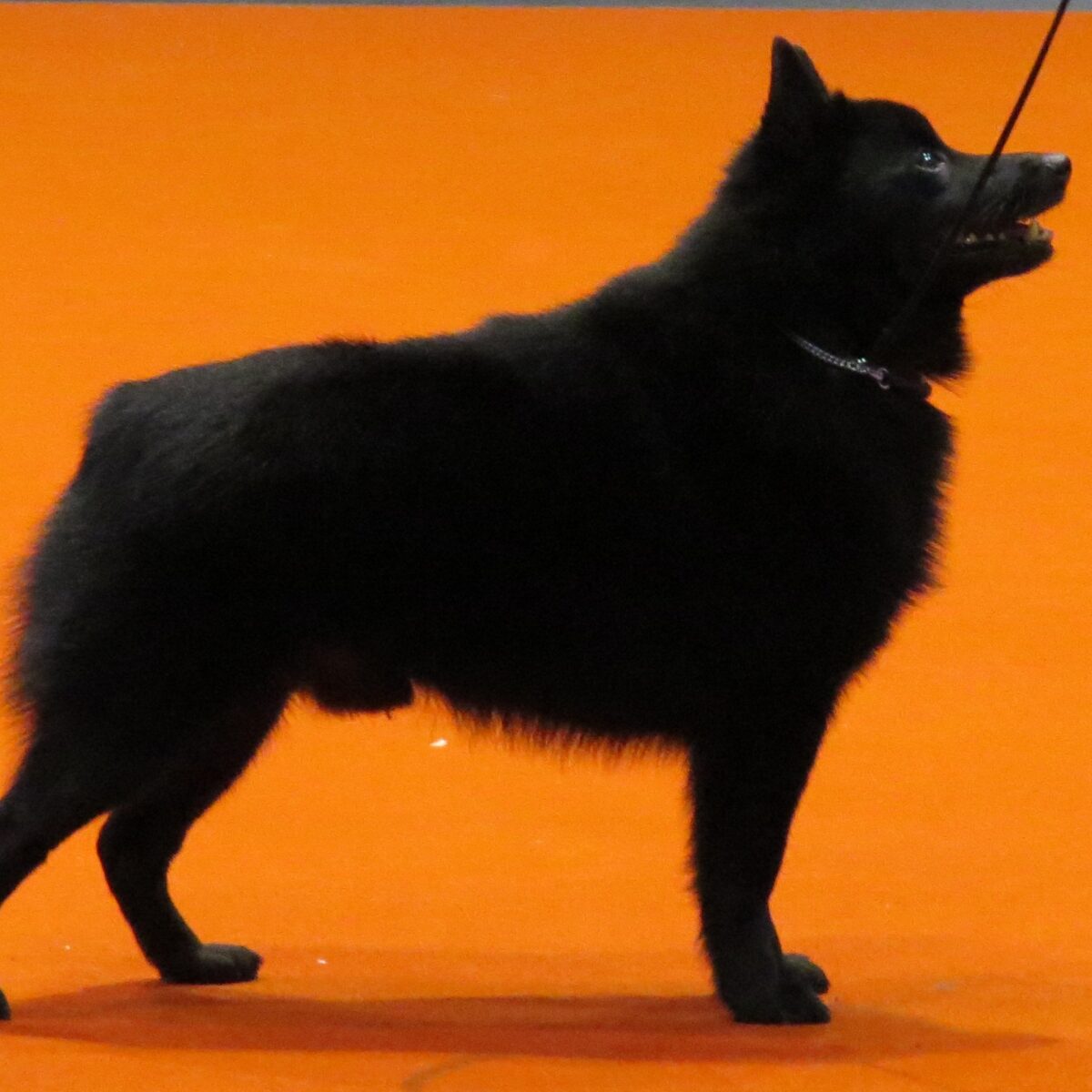 Schipperke - Dog of the Day Fun Fact