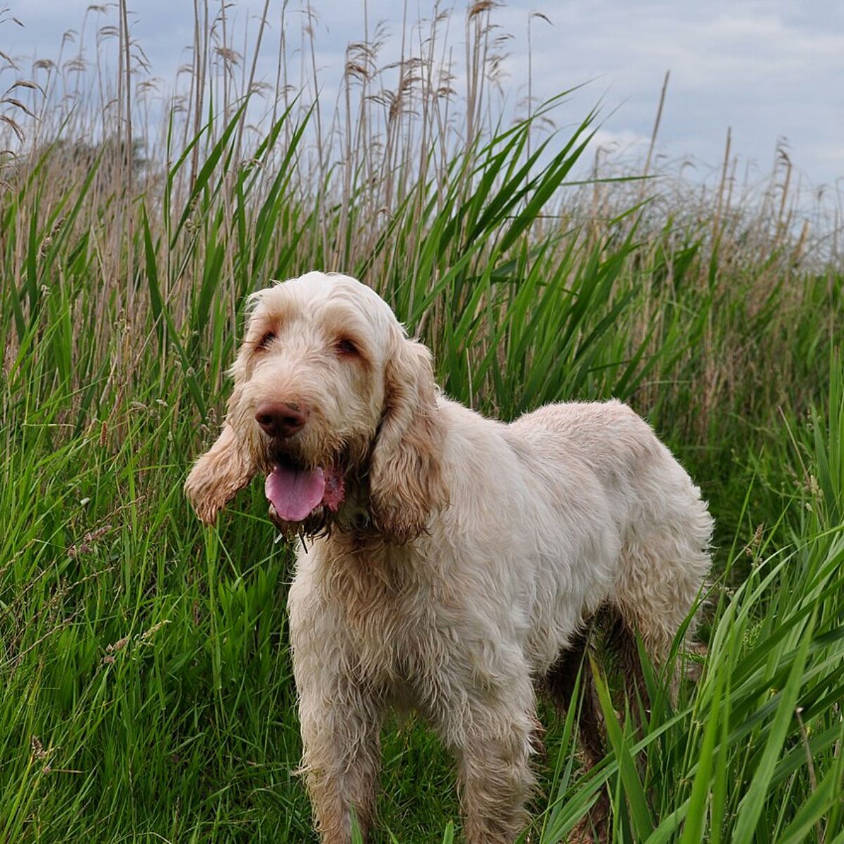 Spinone Italiano - Dog of the Day Fun Fact