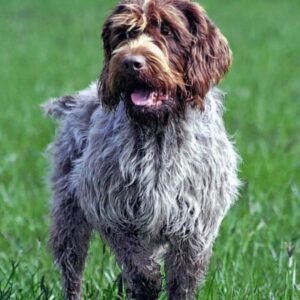 PHOTO: By CarolPtak - Own work, CC BY-SA 4.0, https://commons.wikimedia.org/w/index.php?curid=41221379 Wirehaired Pointing Griffons - Dog of the Day Fun Fact